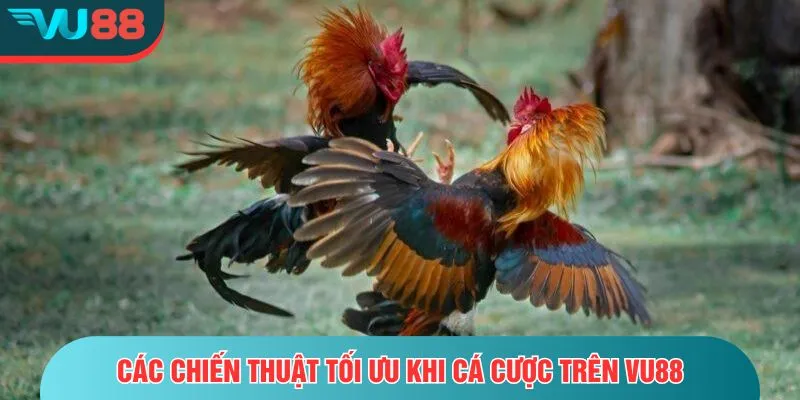Đá gà Mỹ - Trải Nghiệm Cá Cược Hấp Dẫn Và Đầy Kịch Tính Các chiến thuật tối ưu khi cá cược trên VU88