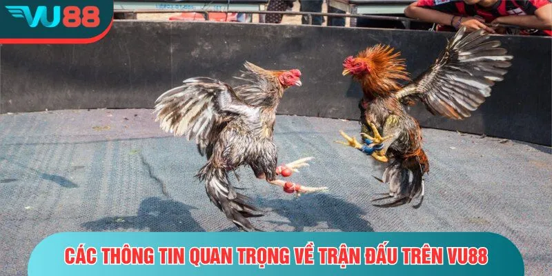 Trận Đá Gà 50 Tỷ - Toàn Cảnh Về Cuộc So Tài Của Hai Thần Kê Các thông tin quan trọng về trận đấu trên VU88