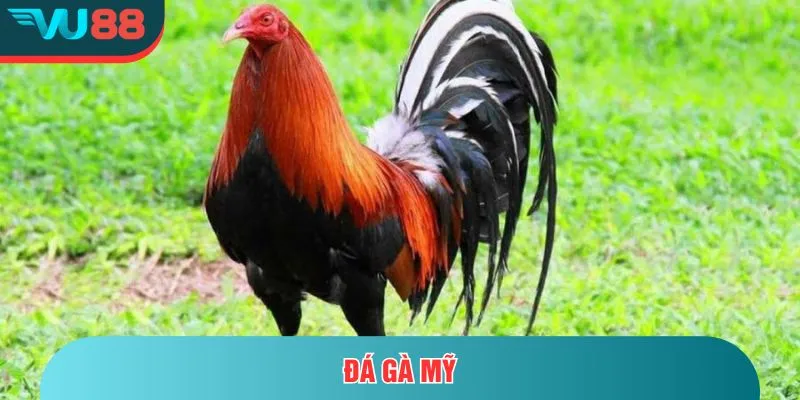 Đá gà Mỹ - Trải Nghiệm Cá Cược Hấp Dẫn Và Đầy Kịch Tính Đá gà Mỹ