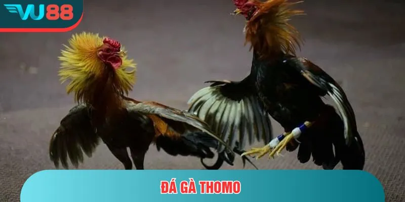 Đá Gà Thomo - Toàn Tập Từ Luật Chơi Đến Mẹo Đặt Cược Đá gà Thomo