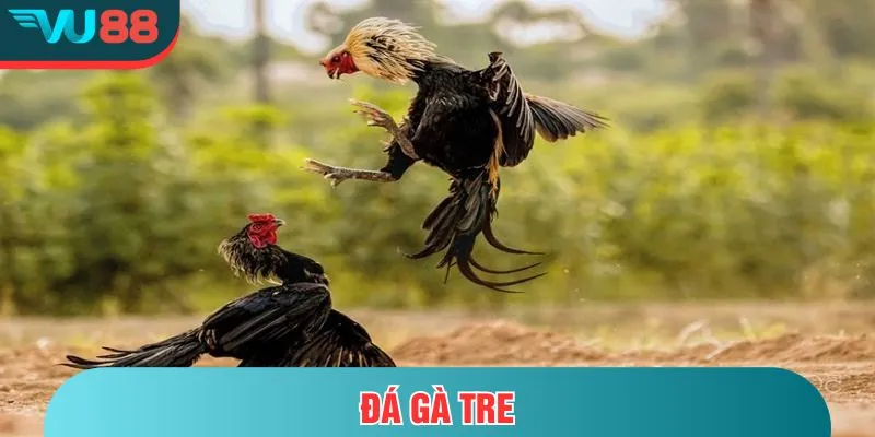 Đá Gà Tre - Trận Đấu Nhanh Nhẹn Và Đầy Kịch Tính Trên VU88 Đá gà tre