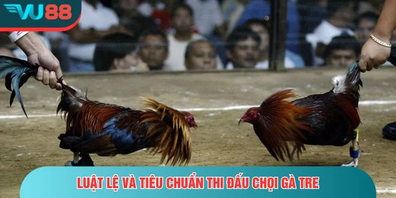 Đá Gà Tre - Trận Đấu Nhanh Nhẹn Và Đầy Kịch Tính Trên VU88 Luật lệ và tiêu chuẩn thi đấu chọi gà tre