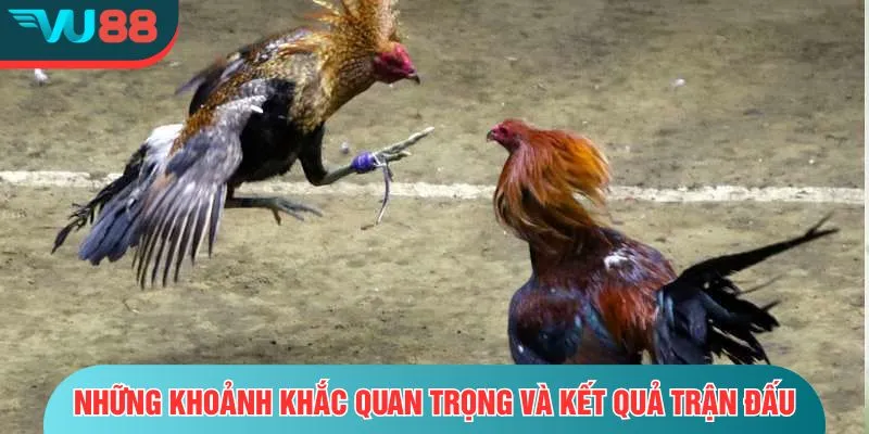 Trận Đá Gà 50 Tỷ - Toàn Cảnh Về Cuộc So Tài Của Hai Thần Kê Những khoảnh khắc quan trọng và kết quả trận đấu
