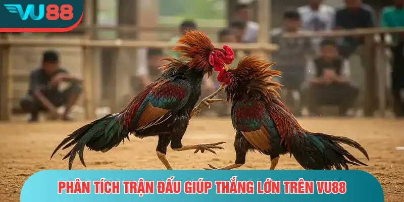 Đá Gà Tre - Trận Đấu Nhanh Nhẹn Và Đầy Kịch Tính Trên VU88 Phân tích trận đấu giúp thắng lớn trên VU88
