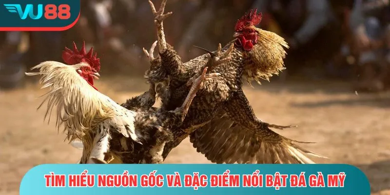 Đá gà Mỹ - Trải Nghiệm Cá Cược Hấp Dẫn Và Đầy Kịch Tính Tìm hiểu nguồn gốc và đặc điểm nổi bật đá gà Mỹ