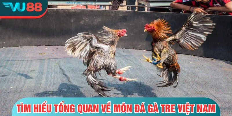 Đá Gà Tre - Trận Đấu Nhanh Nhẹn Và Đầy Kịch Tính Trên VU88 Tìm hiểu tổng quan về môn đá gà tre Việt Nam