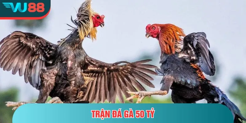 Trận Đá Gà 50 Tỷ - Toàn Cảnh Về Cuộc So Tài Của Hai Thần Kê Trận đá gà 50 tỷ